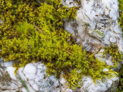 racomitrium fasciculare