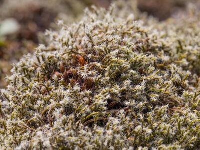 racomitrium lanuginosum