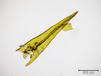 schistidium apocarpum blatt