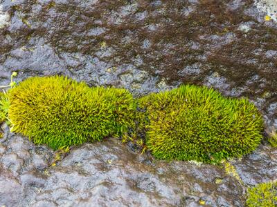 schistidium maritimum