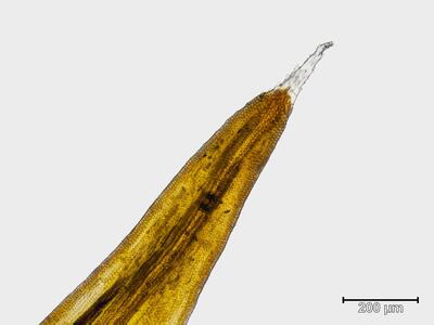 schistidium singarense blatt