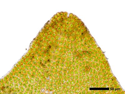 gymnomitrion alpinum 1 flankenblatt blattspitze