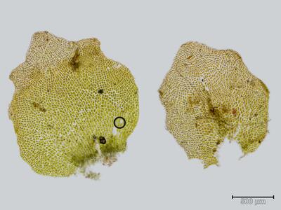 haplomitrium hookeri blatt