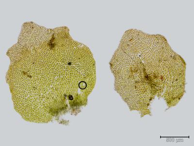 haplomitrium hookeri blatt