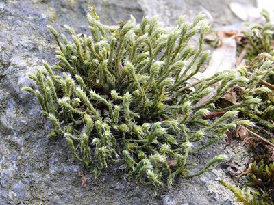 hedwigia ciliata