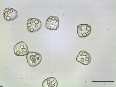 hedwigia ciliata sporen