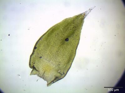 hedwigia ciliata stammblatt