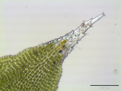 hedwigia ciliata stammblatt glasspitze