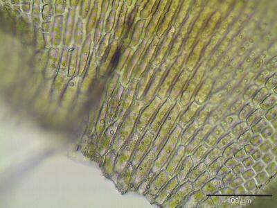 hedwigia ciliata stammblattgrund