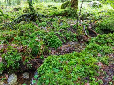 hookeria lucens habitat