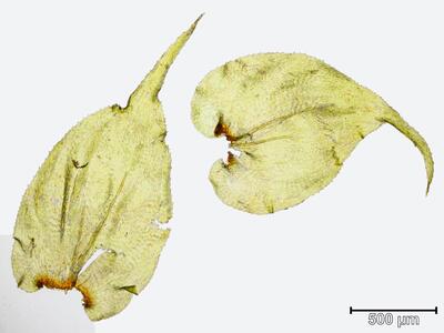 hylocomium brevirostre blatt
