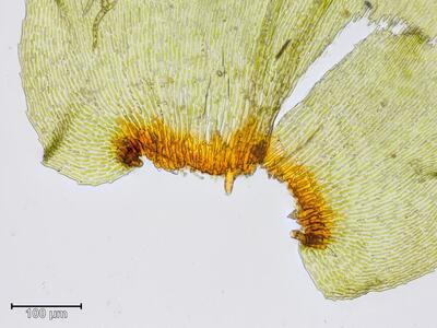 hylocomium brevirostre blattgrund