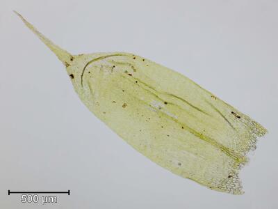 hylocomium pyrenaicum astblatt