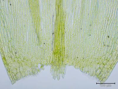 hylocomium pyrenaicum astblatt grund