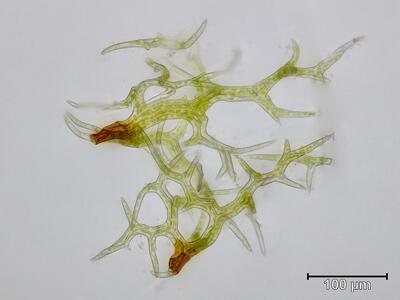 hylocomium pyrenaicum paraphyllien