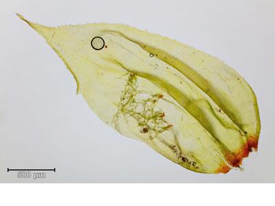 hylocomium pyrenaicum stammblatt