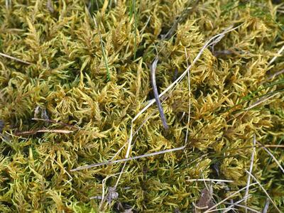 hylocomium splendens habitus