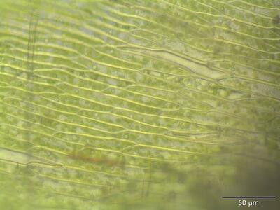 pleurozium schreberi lamina