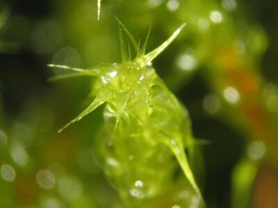 rhytidiadelphus squarrosus detail