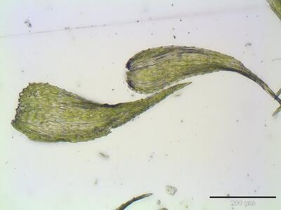 ctenidium molluscum astblatt