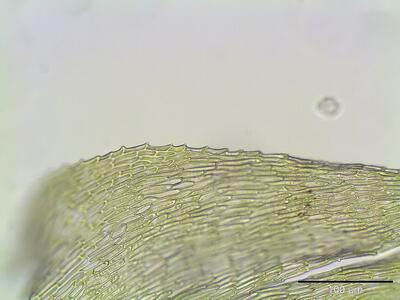 ctenidium molluscum blattrand