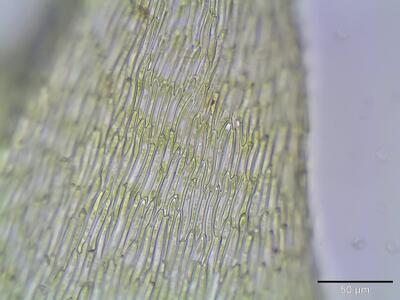 ctenidium molluscum lamina