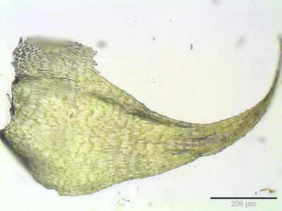 ctenidium molluscum stammblatt