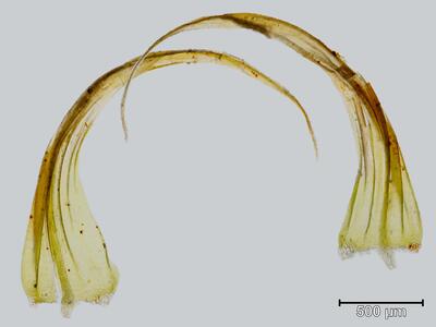 hypnum hamulosum blatt