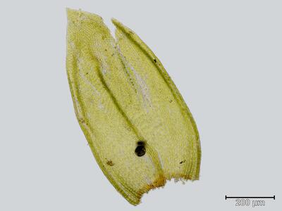 pterigynandrum filiforme blatt