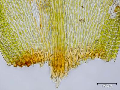 pterigynandrum filiforme blattbasis