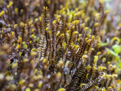 anastrophyllum donnianum detail