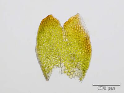 gymnomitrion concinnatum blatt