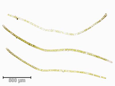 harpanthus flotovianus blatt quer