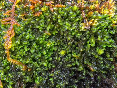 harpanthus flotovianus detail