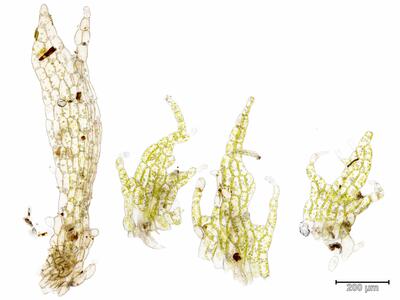 harpanthus flotovianus unterblatt
