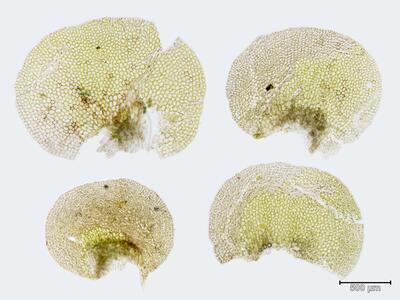 jungermannia confertissima blatt