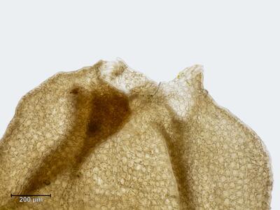 jungermannia confertissima perianthmuendung