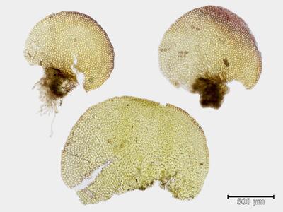 jungermannia gracillima blatt