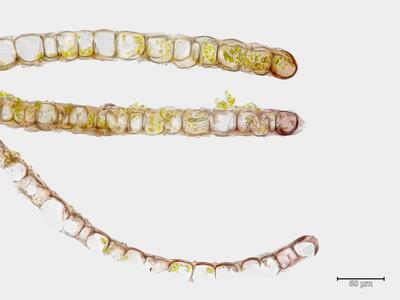 jungermannia gracillima blatt quer