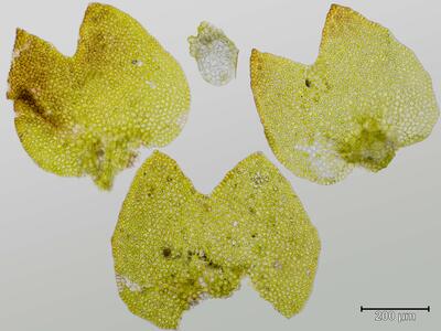 marsupella sparsifolia blatt