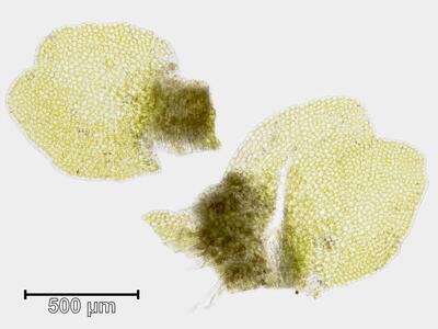 nardia geoscyphus blatt