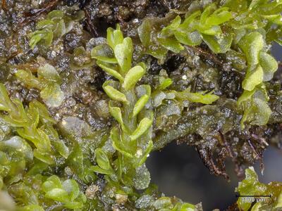 nardia geoscyphus detail