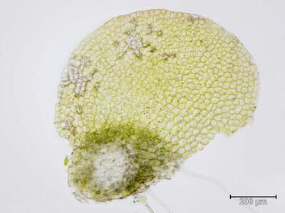 nardia scalaris blatt