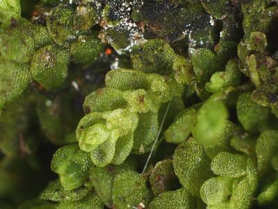 lejeunea cavifolia unterblaetter