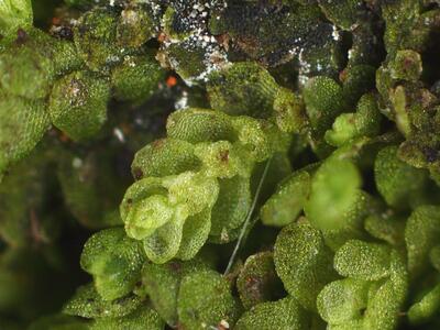 lejeunea cavifolia unterblaetter