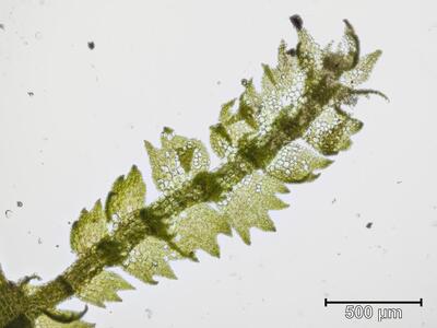 lepidozia reptans unterseite
