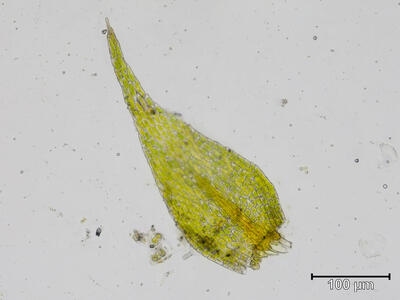 pseudoleskeella catenulata blatt 1