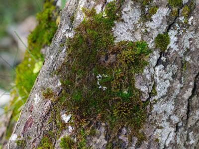 pseudoleskeella nervosa