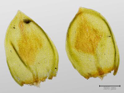 nogopterium gracile blatt