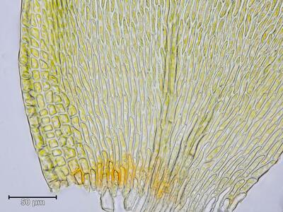 nogopterium gracile blattgrund